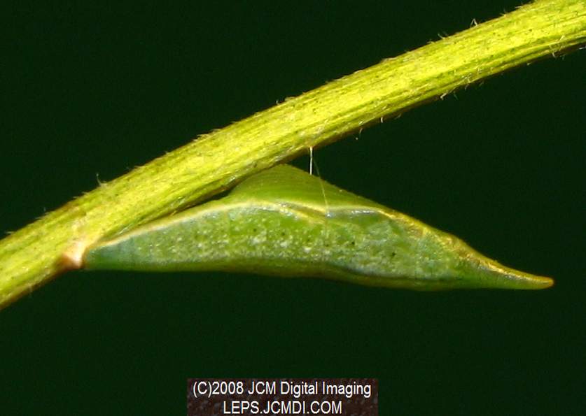 Sara Orange-Tip butterfly pupa
